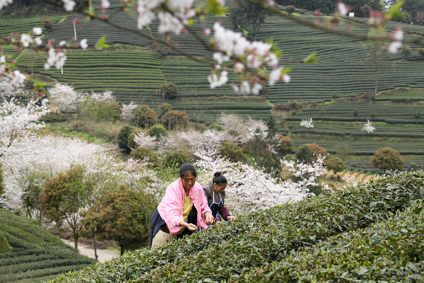 余庆县：樱花靓茶飘香 美了“颜值” 强了“产值”