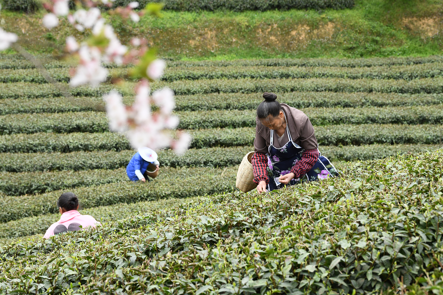 余庆县：樱花靓茶飘香 美了“颜值” 强了“产值”